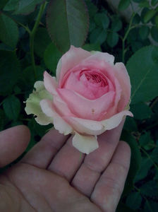 CAM00992
