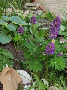 Lupin mov