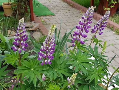 Lupin mov cu alb