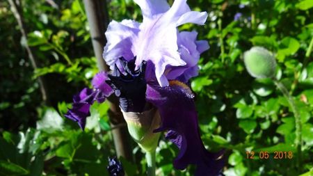 Bluebird Wine