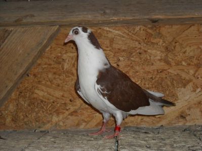 cazator