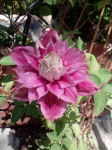 Clematita