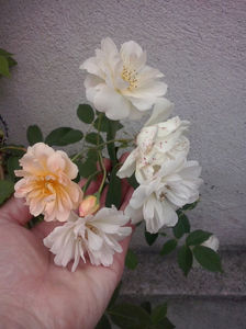 CAM01164