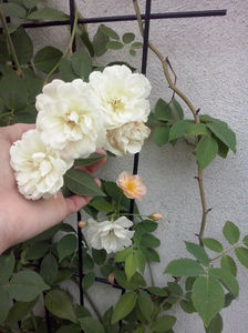 CAM01165