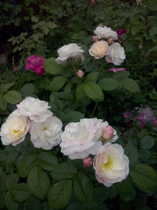 CAM01166
