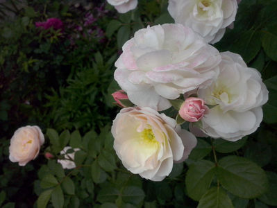 CAM01173
