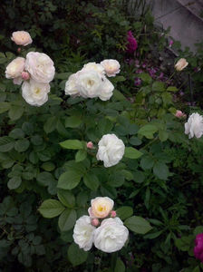 CAM01175