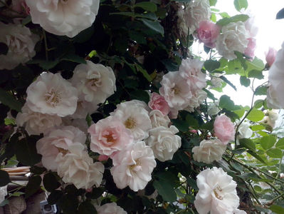 CAM01210