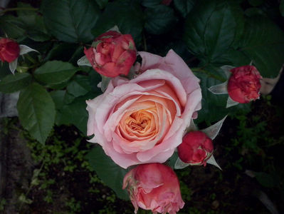 CAM01219