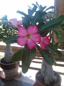 received_1766706150065725; Adenium obesum
