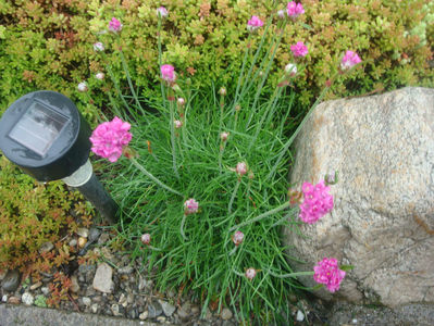 Armeria maritima  (Mill.) Willd. 1809.