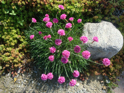 Armeria maritima (Mill.) Willd. 1809.