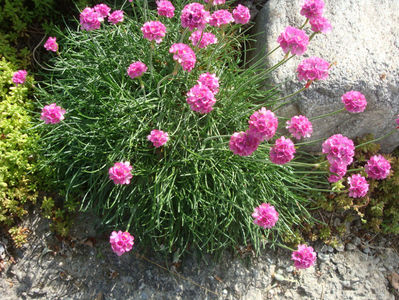 Armeria maritima (Mill.) Willd. 1809.