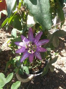 Passiflora Lavender