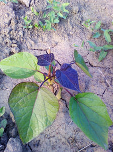 ; catalpa erubescens purpurea
