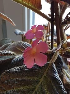 thumbnail (21) Pink Panther