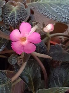 thumbnail (47) Pink Panther