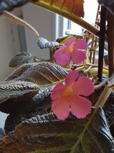 thumbnail (96) Pink Panther