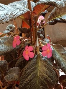 thumbnail (97) Pink Panther