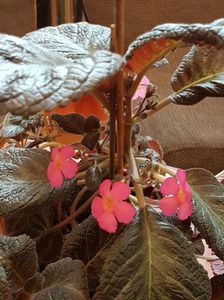 thumbnail (98) Pink Panther
