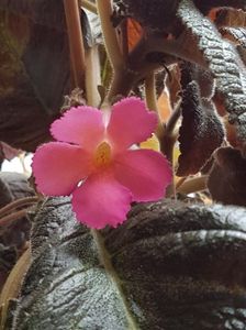 thumbnail (11) Pink Panther