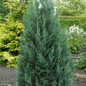 chamaecyparis lawsoniana ERECTA VIRIDIS