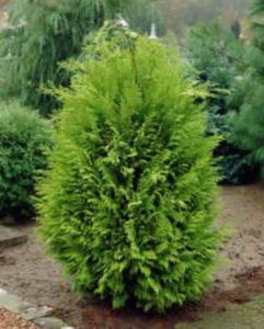 chamaecyparis lawsoniana ERECTA VIRIDIS
