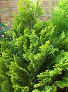chamaecyparis lawsoniana ERECTA VIRIDIS
