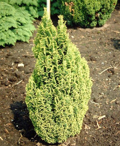 chamaecyparis lawsoniana ELLWOOD GOLD