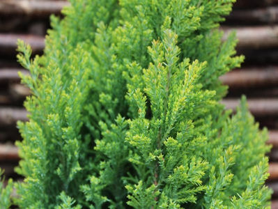 chamaecyparis lawsoniana ELLWOOD GOLD