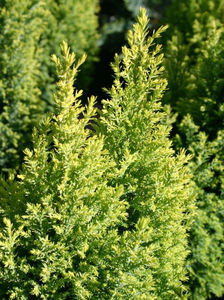 chamaecyparis lawsoniana ELLWOOD GOLD