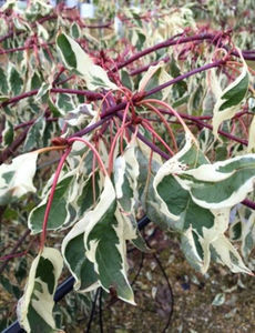 Cornus controversa variegata