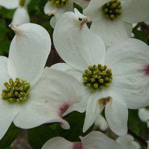 Cornus controversa variegata