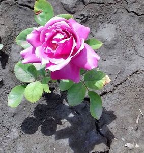 IMG-20180515-WA0007