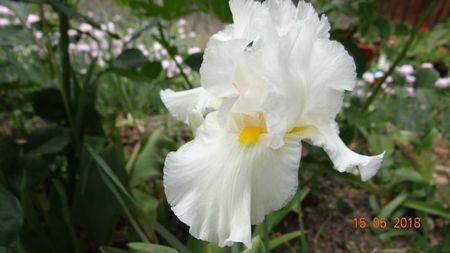 White Lightning