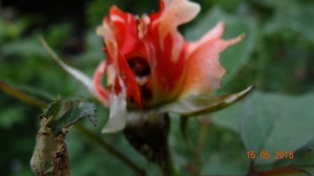 o insecta a gaurit bobocul !
