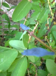 Lonicera (afin siberian) 3.05.2018