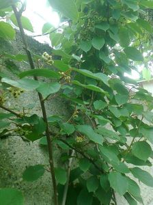 ; Mini-kiwi
