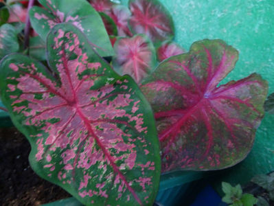 Caladium