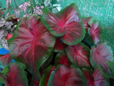 Caladium