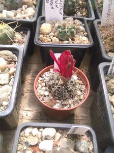 received_1770920922977581; Gymnocalycium baldianum
