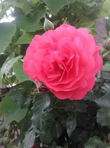 Rosarium uetersen