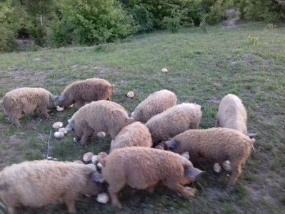 ; Mangalita Floare de Măceș
