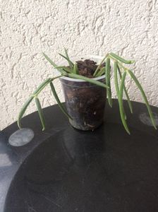 H.Linearis-pierdut