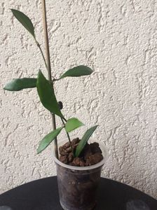 H.David cumingi
