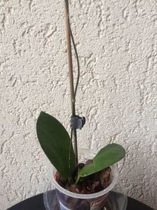 H.Australis ?
