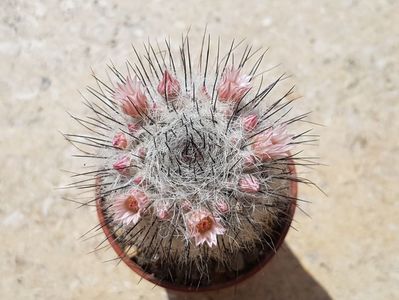 Mammillaria ( nu stiu de care)