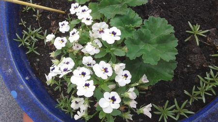 Panselute primavara 2018