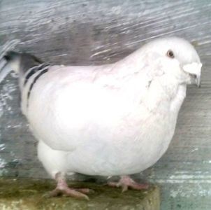 110141553_HGFRWVA3