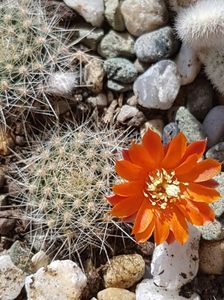 Rebutia flavistyla